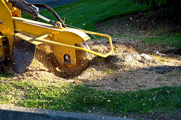 Tree Root Removal